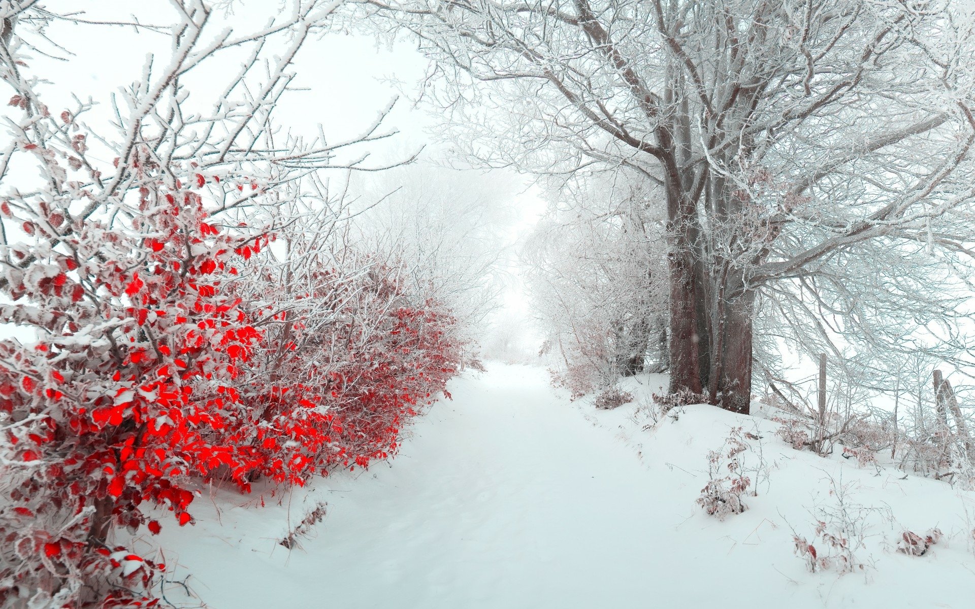 A serene winter landscape featuring a snow-covered path bordered by vibrant red foliage and frosted trees, creating a striking contrast in this HD nature wallpaper.