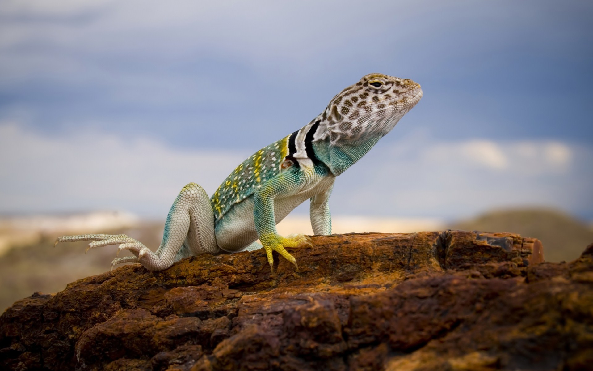 Animal Collared Lizard HD Wallpaper | Background Image