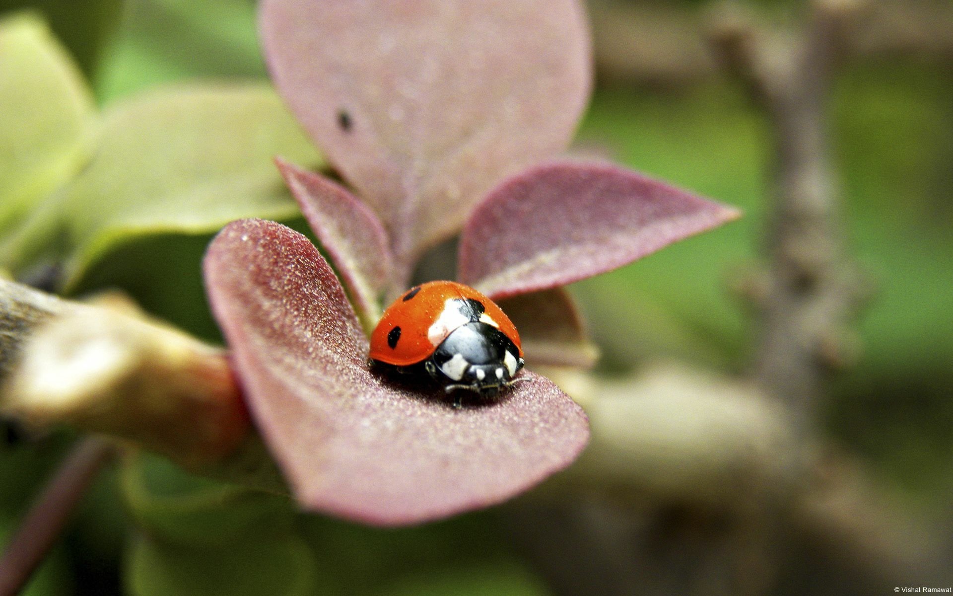 Download Animal Ladybug HD Wallpaper