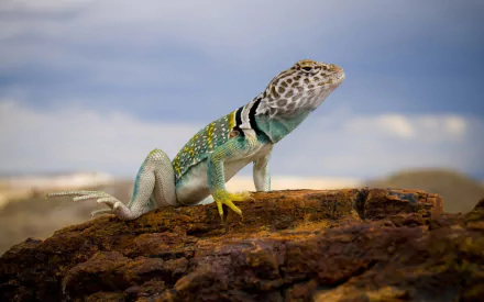 reptile lizard Animal Collared Lizard HD Desktop Wallpaper | Background Image