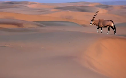 desert Animal Oryx HD Desktop Wallpaper | Background Image