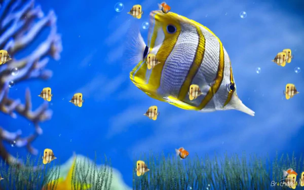 fish Animal butterflyfish HD Desktop Wallpaper | Background Image