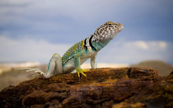reptile lizard Animal Collared Lizard HD Desktop Wallpaper | Background Image