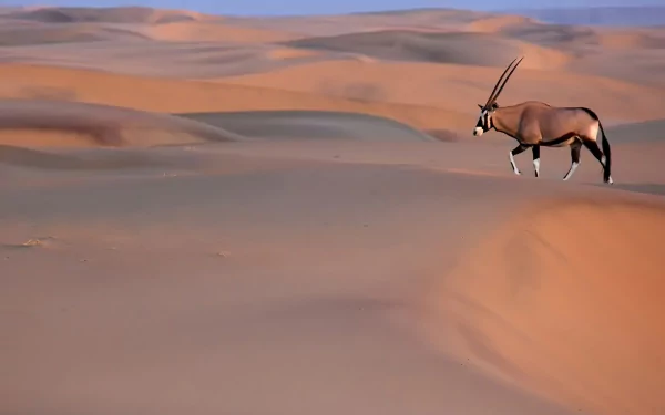 desert Animal Oryx HD Desktop Wallpaper | Background Image