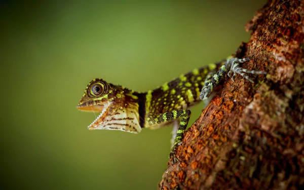 Animal lizard HD Desktop Wallpaper | Background Image