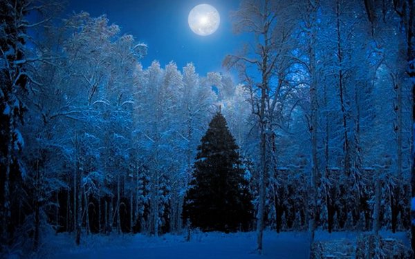 Terre/Nature Hiver Bleu Arbre Forêt Lune Christmas Tree Snow Fond d'écran HD | Image