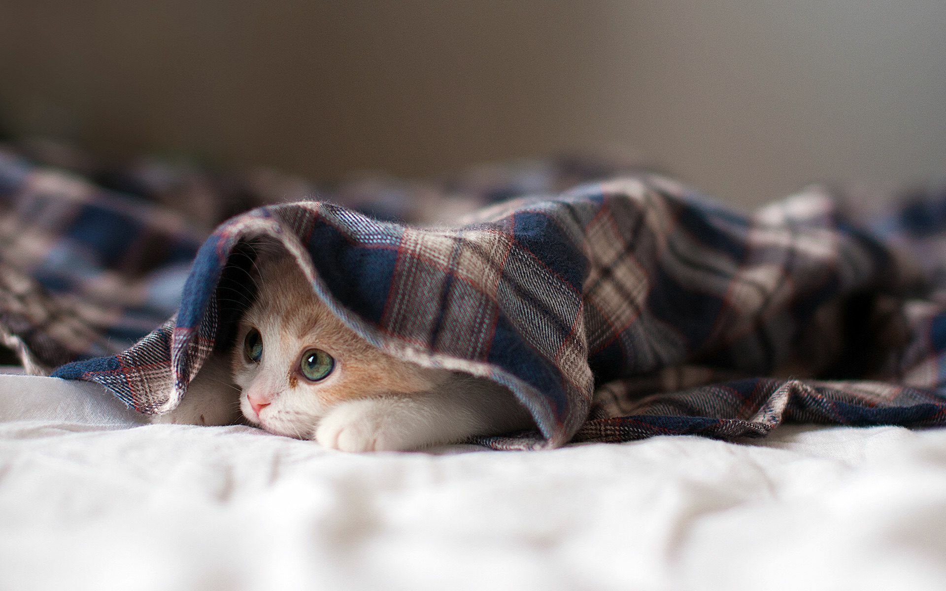 A playful kitten peeks out from under a cozy plaid blanket, capturing the charm of baby animals in a warm and inviting HD desktop wallpaper.