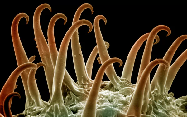  marine sea life