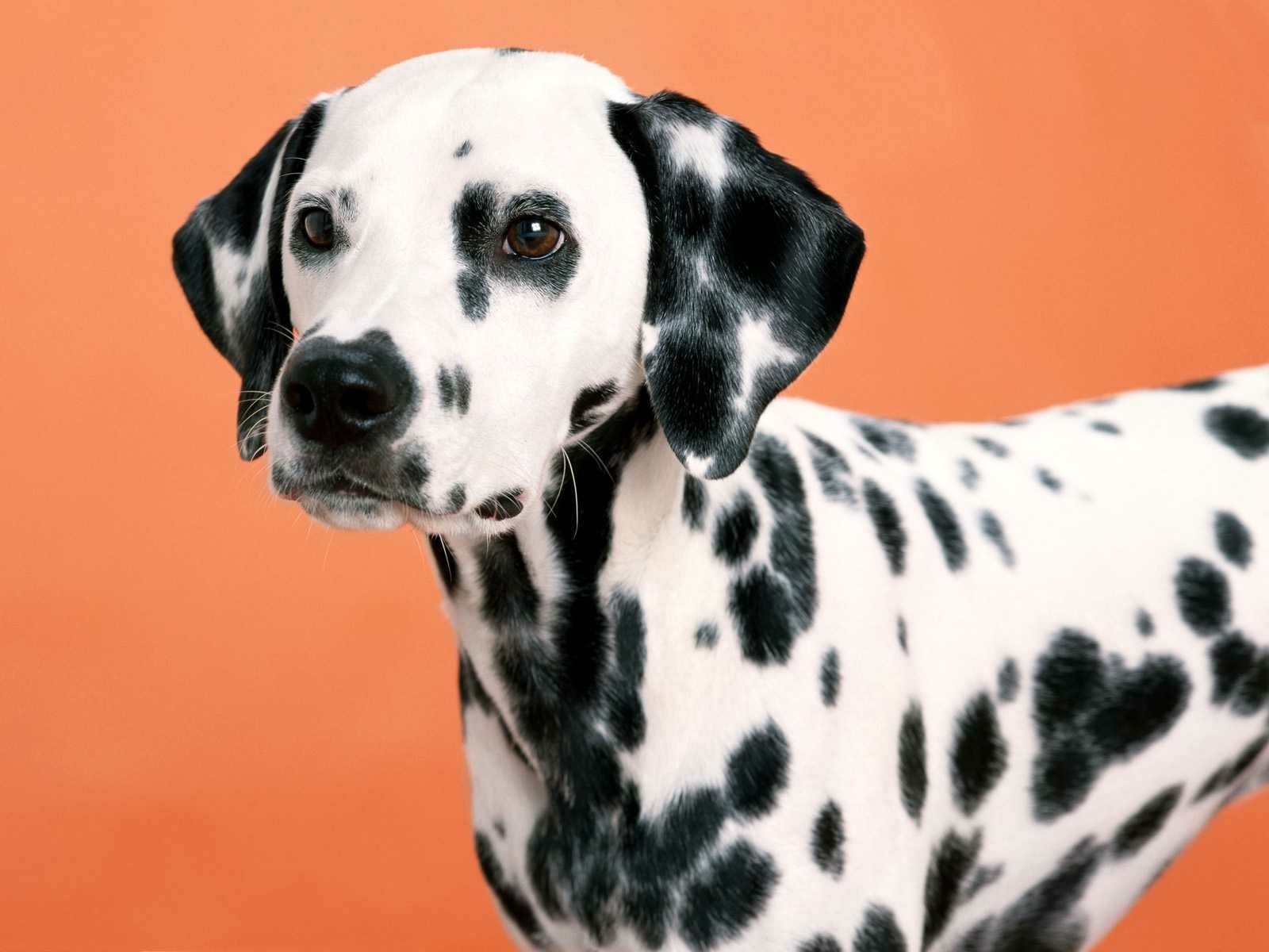 HD PC desktop wallpaper of a Dalmatian dog (animal) with black spots posed against a warm orange background.