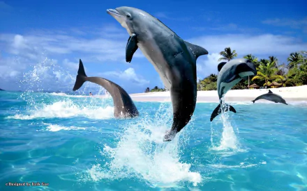 A stunning HD desktop wallpaper featuring playful dolphins leaping from crystal-clear blue waters, set against a backdrop of a pristine sandy beach and palm trees.