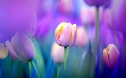 HD desktop wallpaper featuring a vivid field of purple and pink tulips, with a focus on a striking yellow and pink tulip in the foreground.