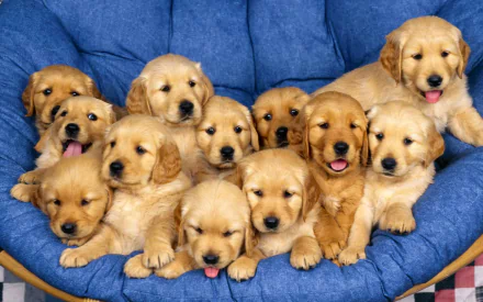 HD desktop wallpaper of a group of adorable golden retriever puppies cuddled together on a blue cushion.