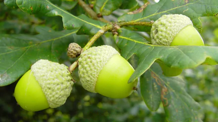 nature acorn HD Desktop Wallpaper | Background Image