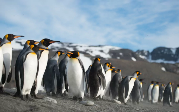 A captivating 4K Ultra HD wallpaper featuring a group of penguins walking together against a backdrop of snowy mountains and a clear blue sky. An enchanting scene of wildlife.