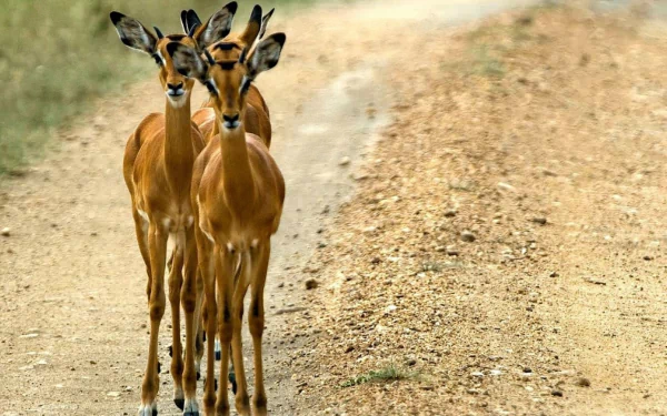 Impala Animal HD Desktop Wallpaper | Background Image