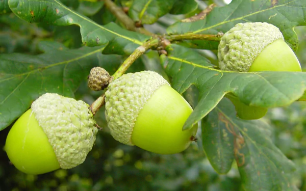 nature acorn HD Desktop Wallpaper | Background Image