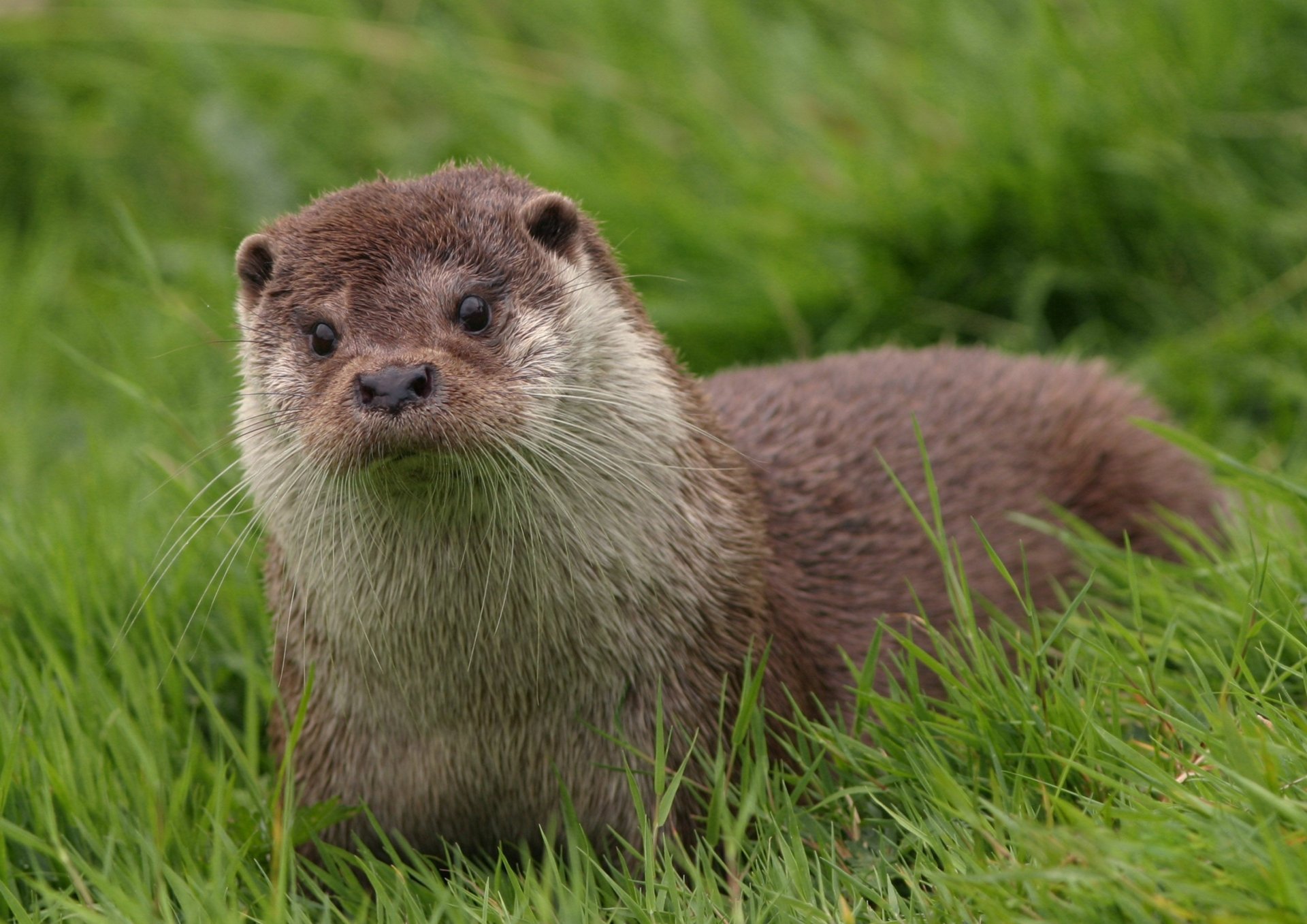 Download Animal Otter HD Wallpaper