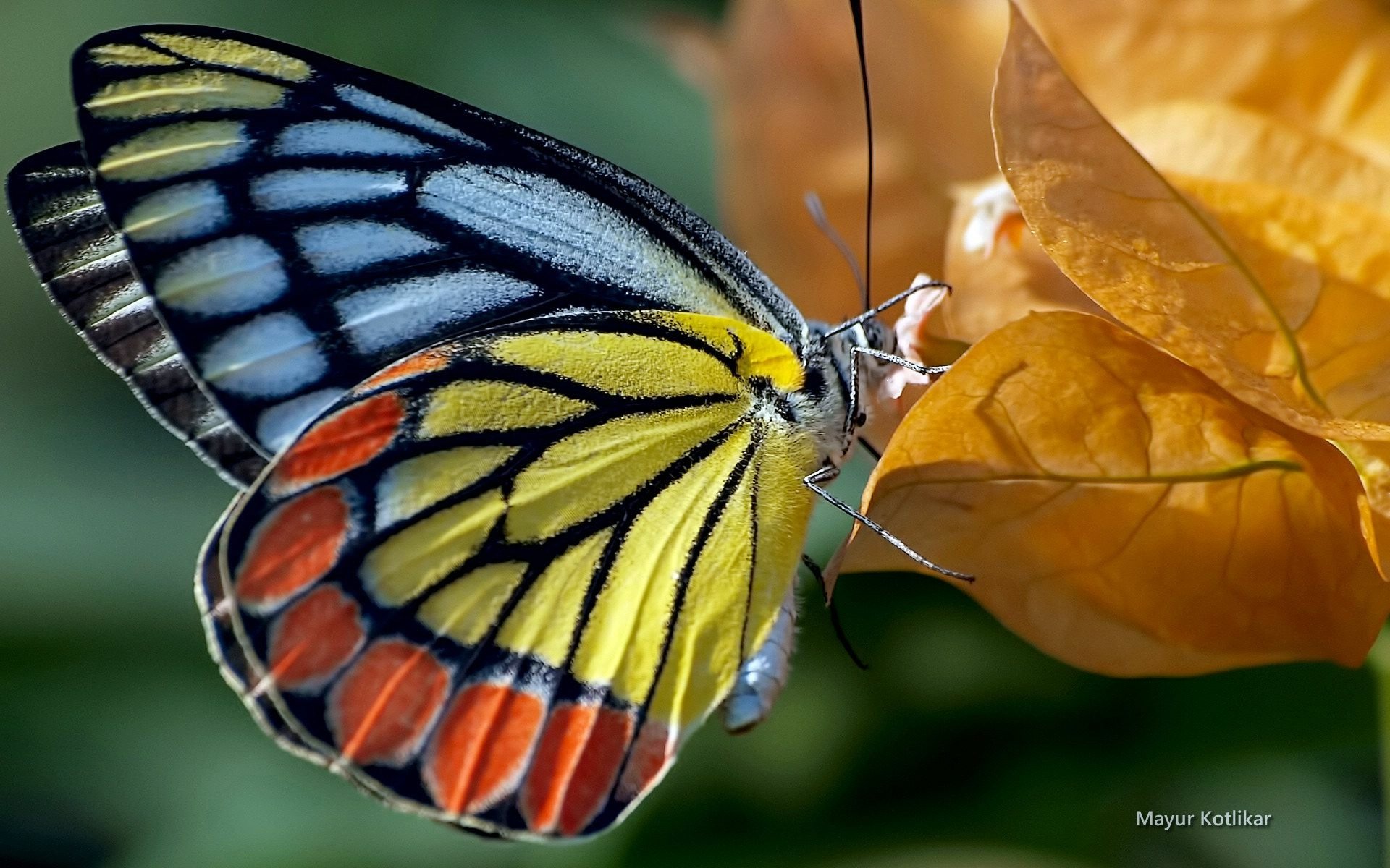 A vibrant butterfly perched on a flower, showcasing striking yellow, blue, and red patterns against a blurred green background, serving as an HD PC desktop wallpaper and background.
