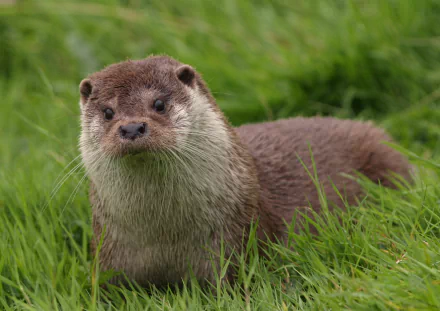 Close-up of an otter (animal) in green grass, looking at the camera — 2K Quad HD PC desktop wallpaper/background.