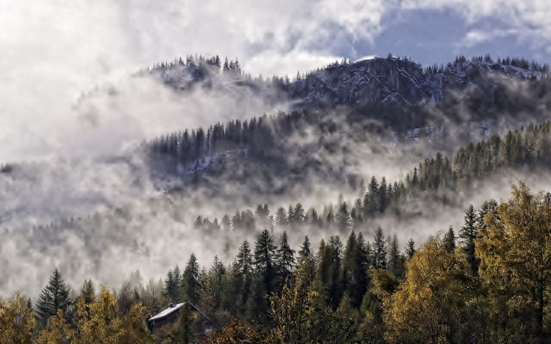 A serene forest landscape with mist rolling over mountains and vibrant trees, capturing the essence of nature. An HD wallpaper for a tranquil desktop background.