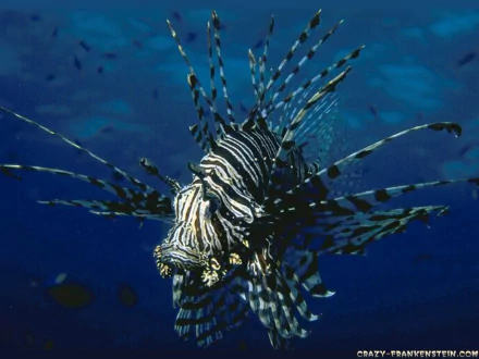 fish Animal lionfish HD Desktop Wallpaper | Background Image