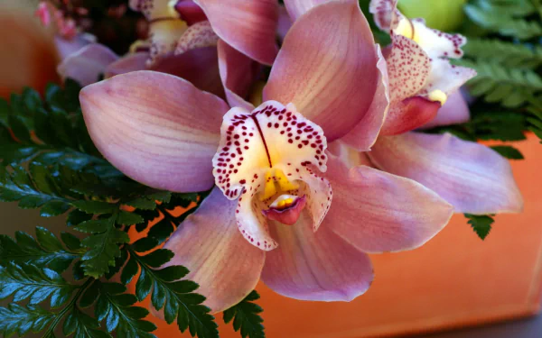 HD PC desktop wallpaper and background: close-up of a pink orchid flower amid green ferns, a vivid nature scene highlighting delicate petals and a speckled center.