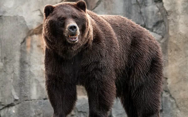 Animal bear HD Desktop Wallpaper | Background Image