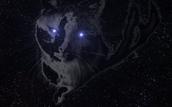 Sci Fi Artistic Cat HD Wallpaper | Background Image