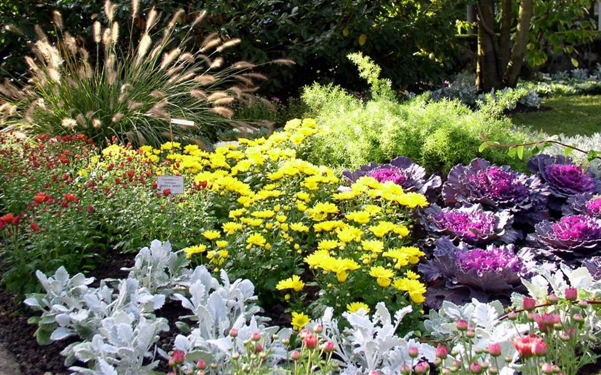 HD PC desktop wallpaper — nature flower garden with sunlit yellow daisies, purple ornamental cabbage, silver foliage and feathery ornamental grasses.