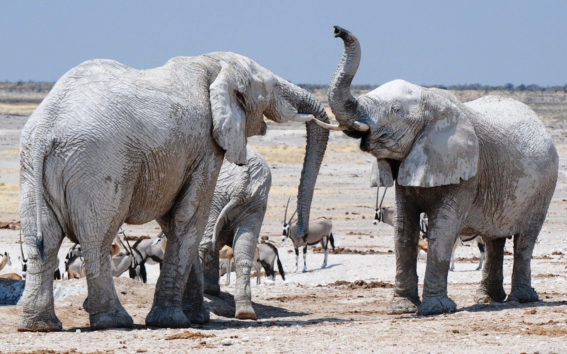 Majestic African Bush Elephants HD Wallpaper Showcase | 1920x1200 ...