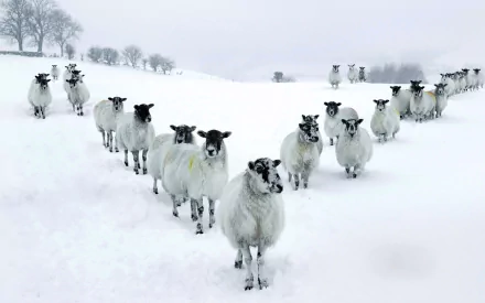 Animal sheep HD Desktop Wallpaper | Background Image
