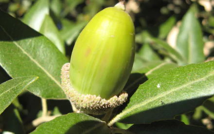 nature acorn HD Desktop Wallpaper | Background Image