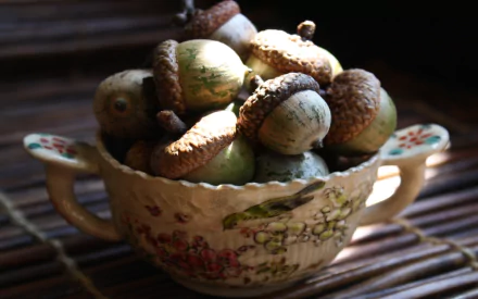 nature acorn HD Desktop Wallpaper | Background Image