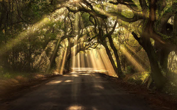 HD desktop wallpaper featuring sunbeams filtering through an enchanted forest, illuminating a serene road flanked by grand, twisted trees.
