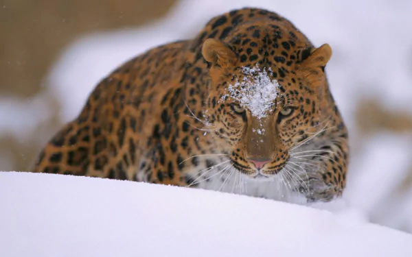 HD desktop wallpaper featuring a majestic amur leopard resting in the snow, showcasing the beauty of this rare animal in a natural winter setting.