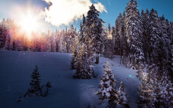 Earth Winter Snow Forest Sunbeam HD Wallpaper | Background Image