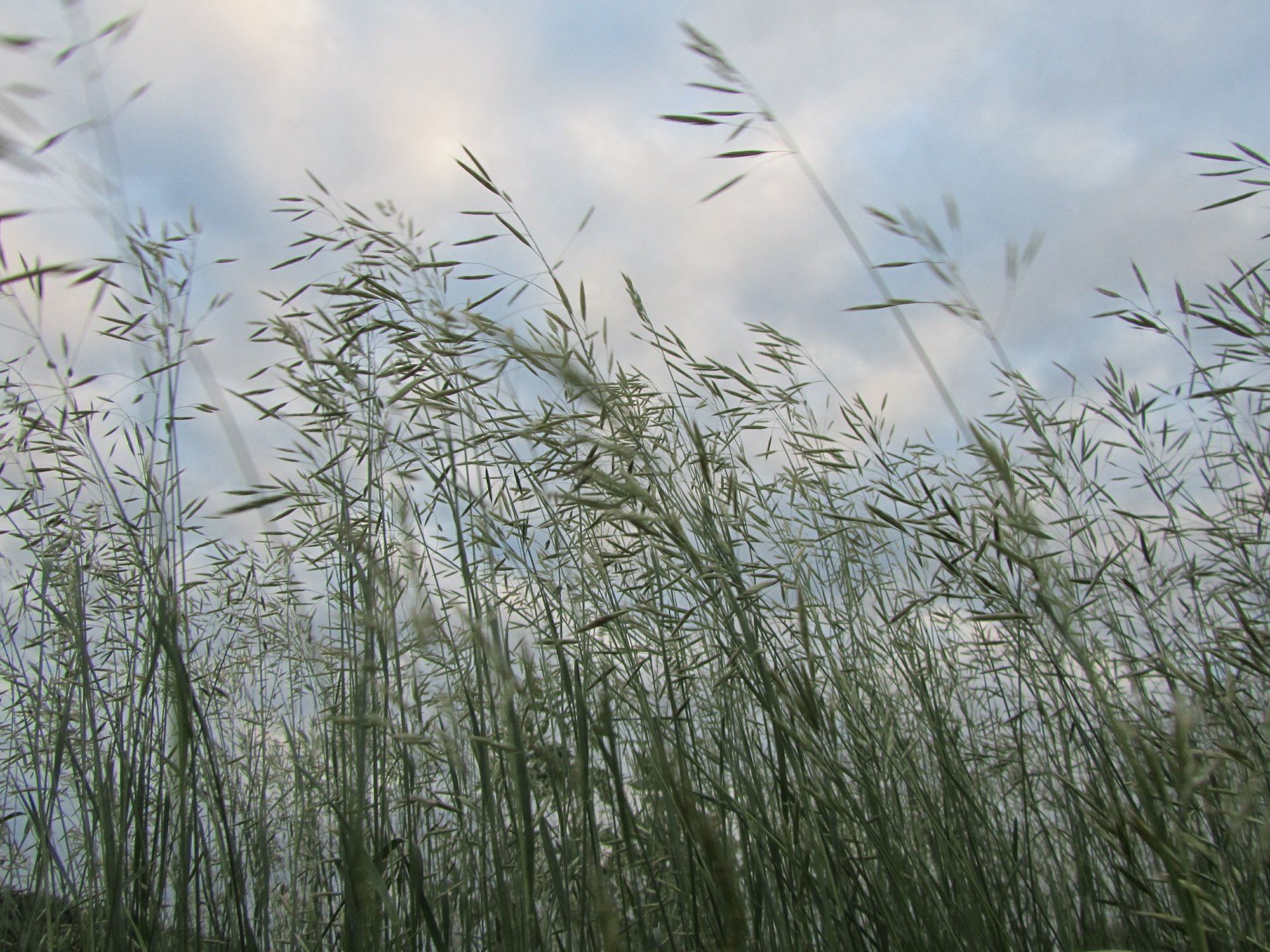 A 4K Ultra HD desktop wallpaper featuring tall, delicate grasses swaying under a cloudy sky, capturing the serene beauty of nature and plant life.