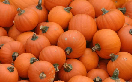 food pumpkin HD Desktop Wallpaper | Background Image