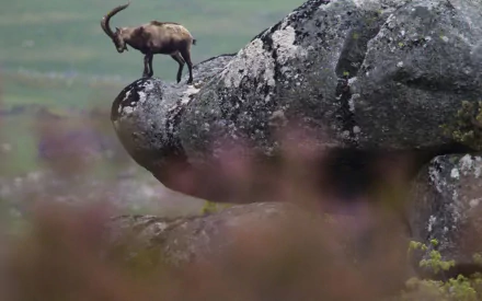 HD desktop wallpaper featuring a lone goat standing on the edge of a rocky cliff with a blurred natural landscape background.