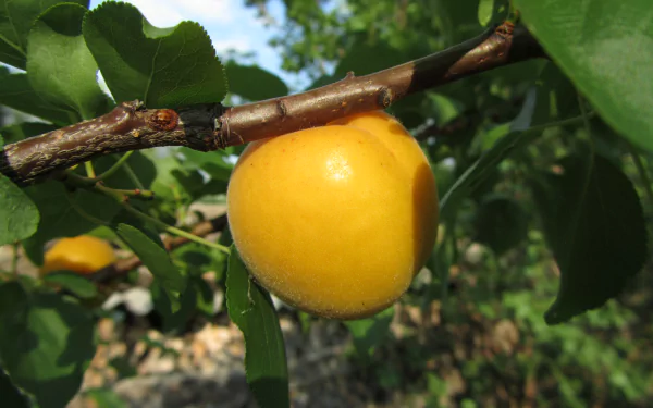 nature apricot tree HD Desktop Wallpaper | Background Image