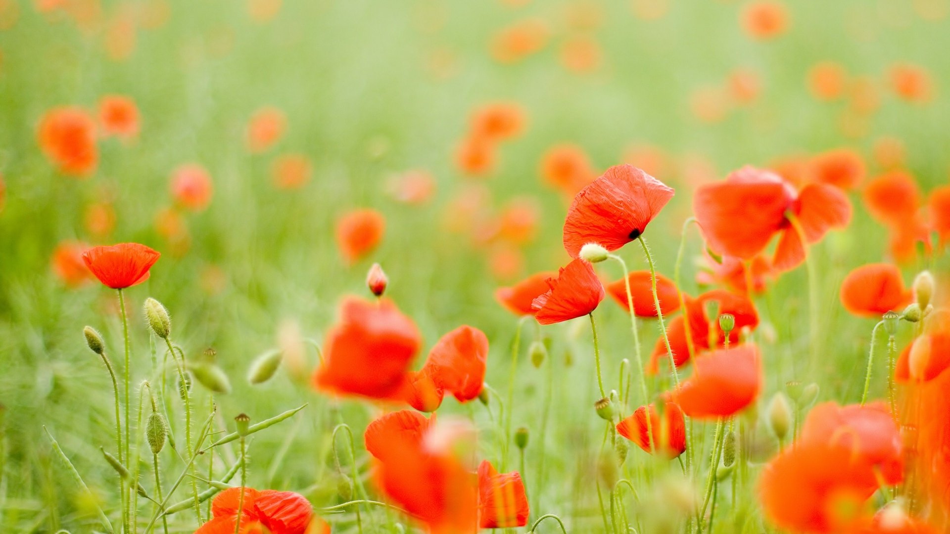 Download Nature Poppy 4k Ultra HD Wallpaper