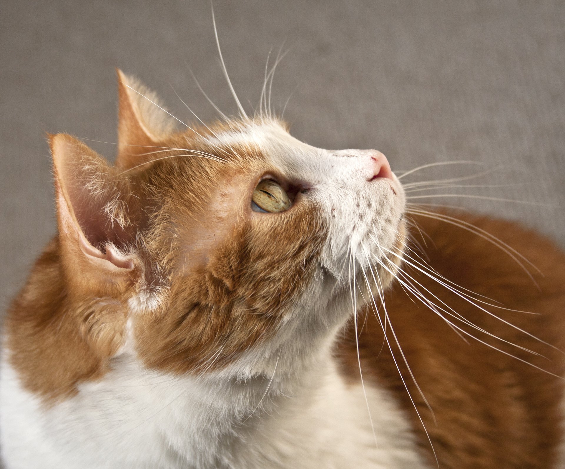 Profile of a Red Tabby HD Wallpaper | Background Image | 3099x2574 | ID