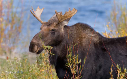 HD PC desktop wallpaper featuring a close-up of a majestic moose standing amidst tall grasses with a serene blue water background.