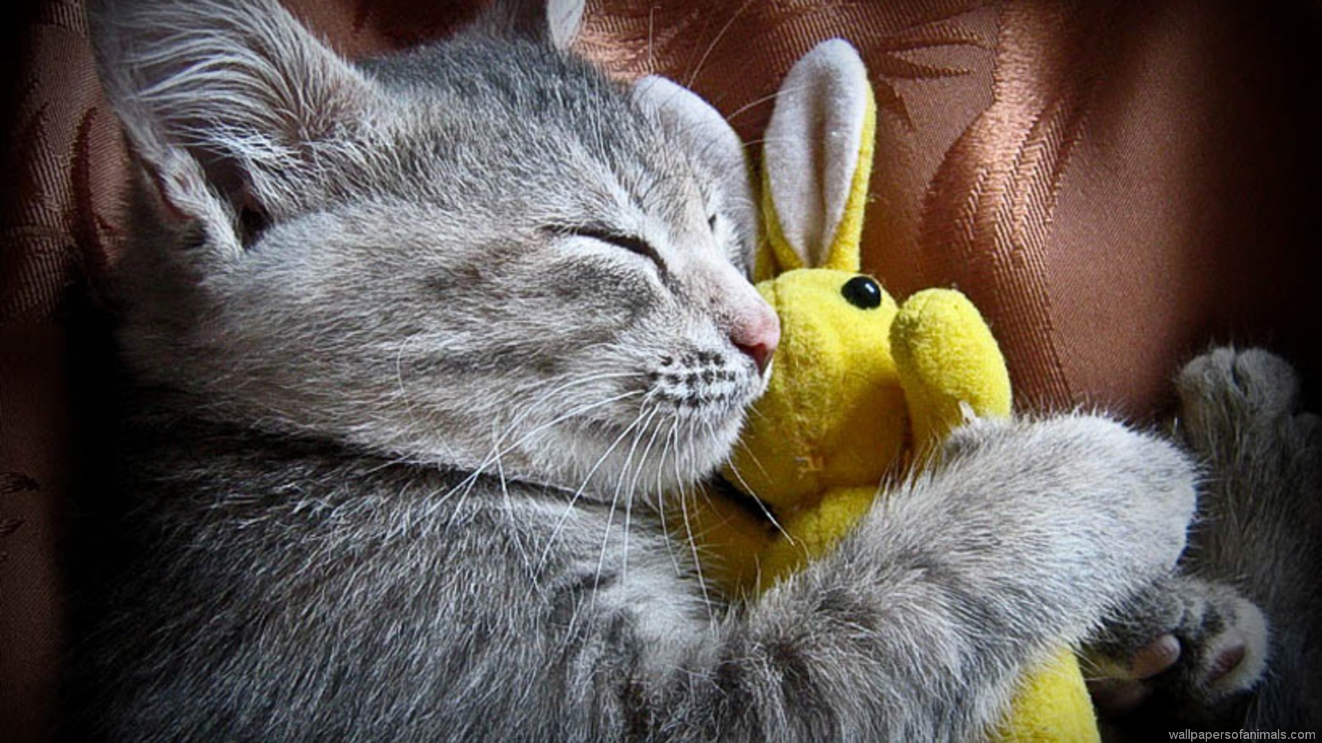 Cuddle Kitten Wallpapers Pictures Cuddle Kitten Wallpapers Pictures