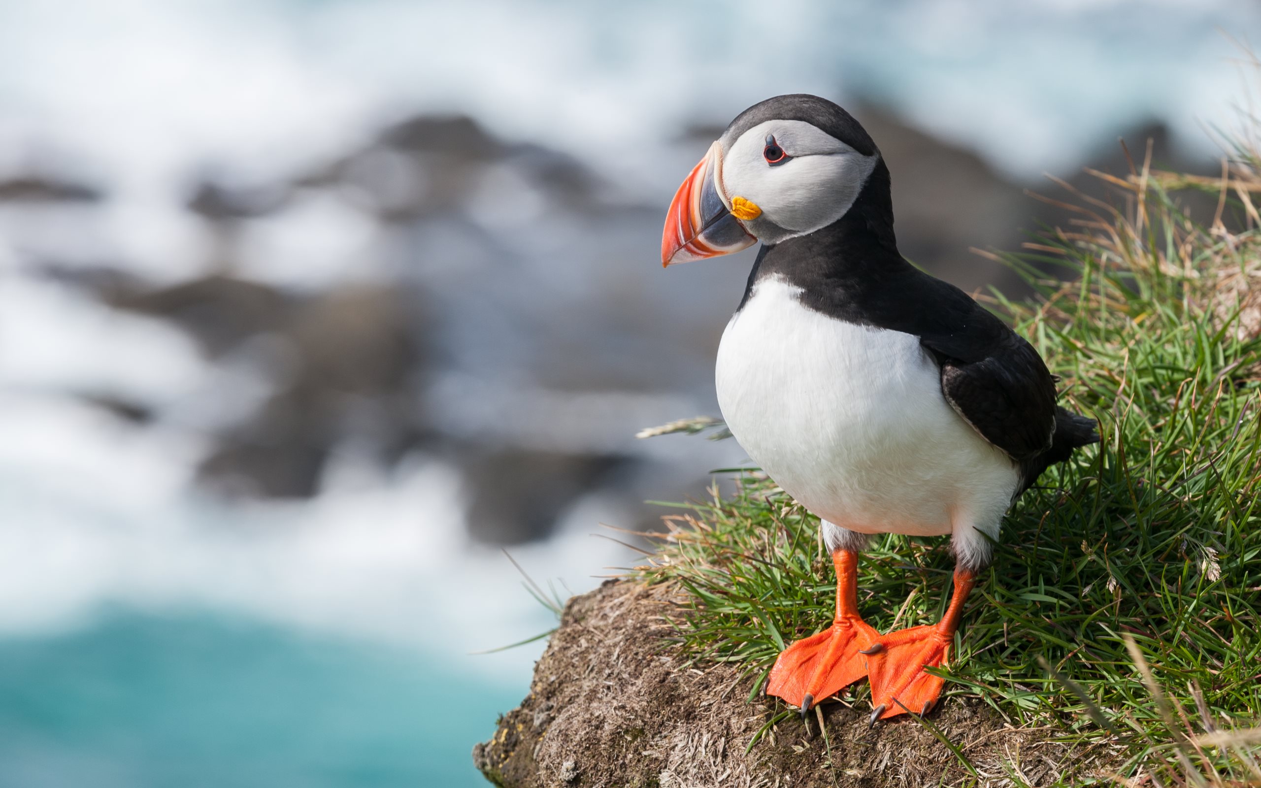 In a First, Scientists Film a Puffin Scratching Itself With a Stick | Smart  News| Smithsonian Magazine