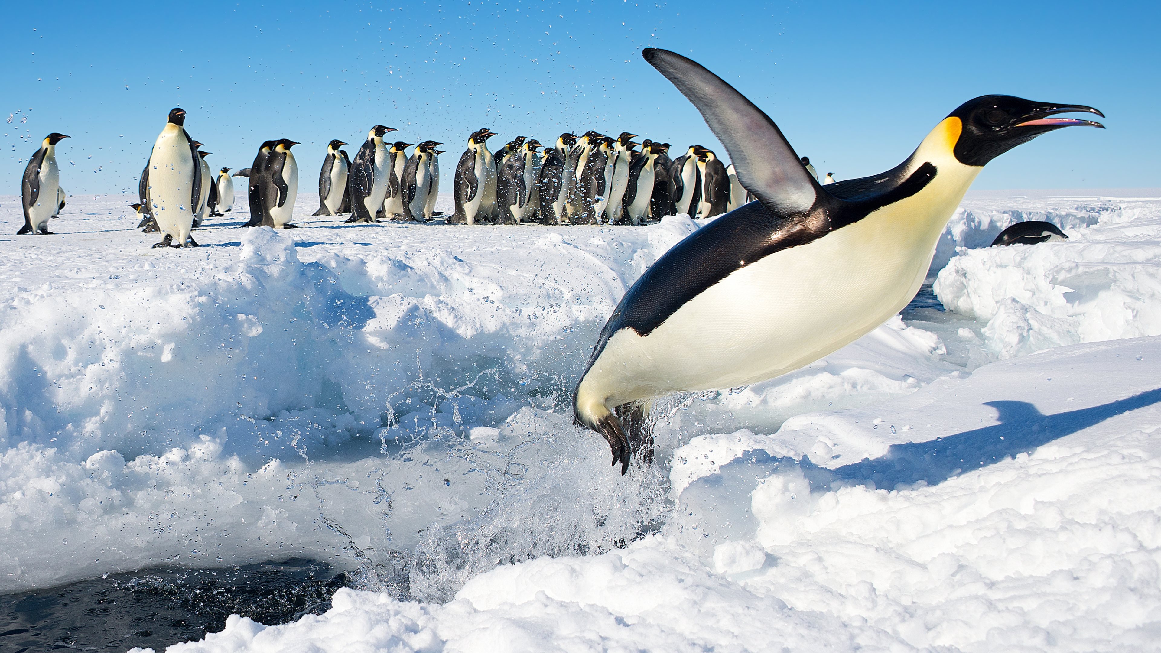 Animal Penguin HD Wallpaper | Background Image
