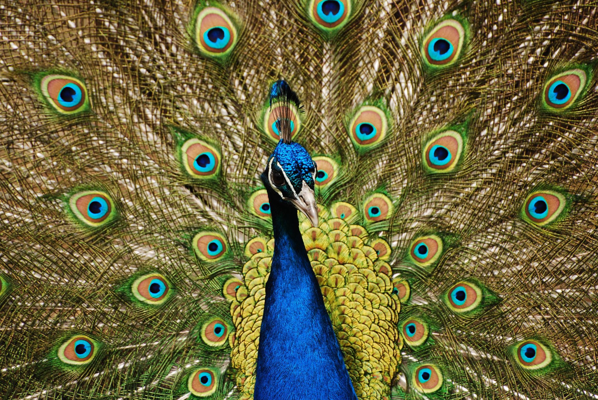 A vibrant peacock displays its stunning feathers in this HD wallpaper, showcasing a blend of iridescent blues and greens against a golden backdrop.