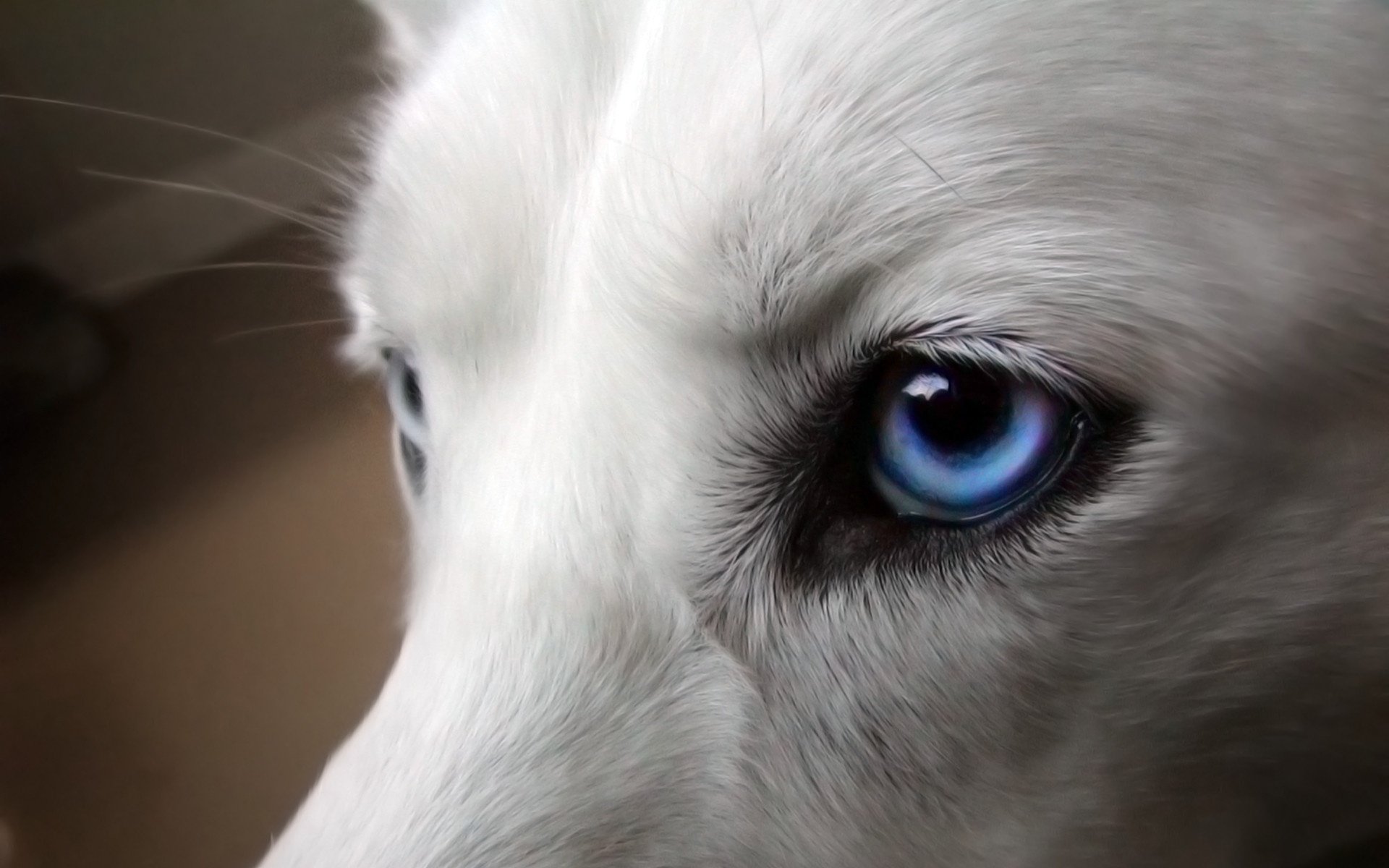 Close-up of a husky's face, highlighting its striking blue eyes. This HD desktop wallpaper captures the beauty and detail of this captivating animal.
