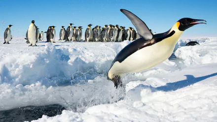 A group of penguins in Antarctica, with one mid-leap over snowy ice, captured in stunning 4K Ultra HD for a PC desktop wallpaper.