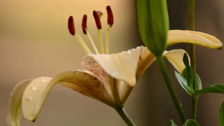 nature lily HD Desktop Wallpaper | Background Image